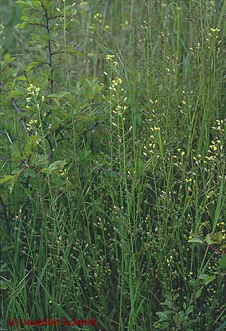 Camelina sativa var. zingeri