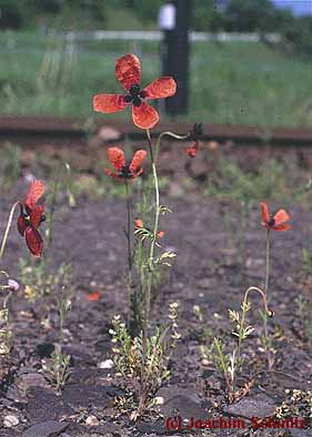 Papaver argemone