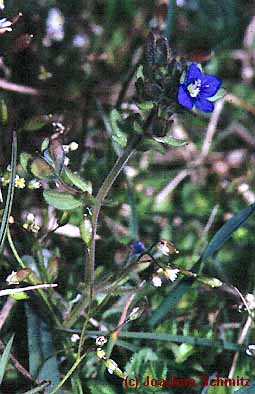 Veronica triphyllos