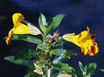 Mimulus guttatus