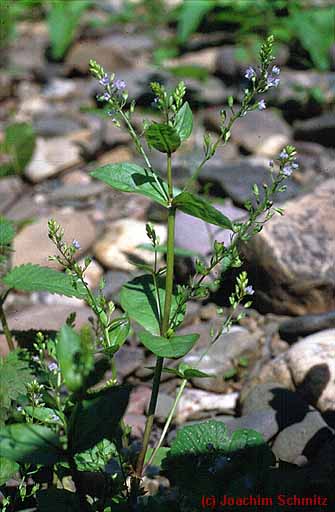 Veronica anagallis-aquatica