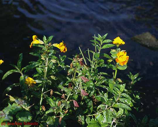 Mimulus guttatus