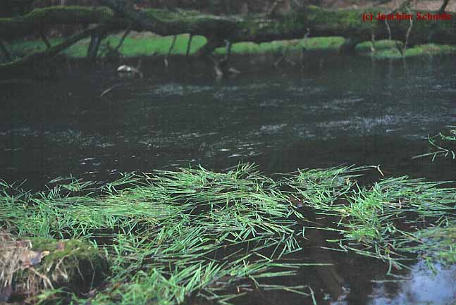 Glycerietum fluitantis