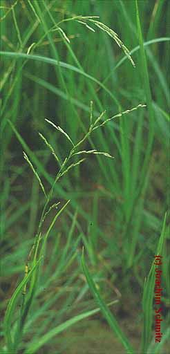 Glyceria notata