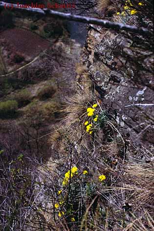 Alyssum montanum ssp. montanum