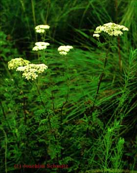 Achillea nobilis