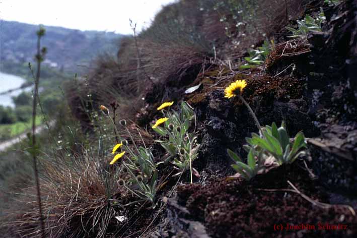 Hieracium peleterianum