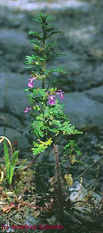 Teucrium botrys