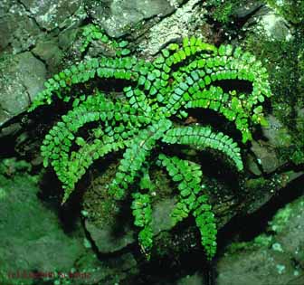 Asplenium trichomanes ssp. quadrivalens