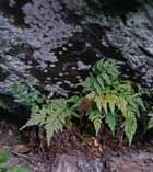 Asplenium adiantum-nigrum