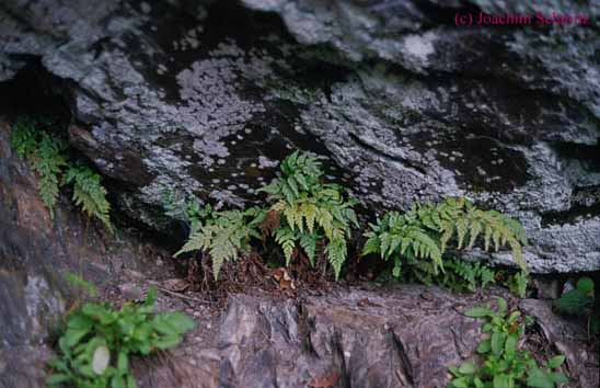 Asplenium adiantum-nigrum