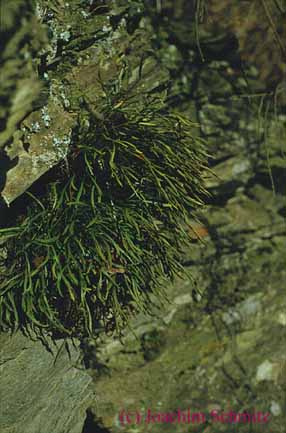 Asplenium septentrionale