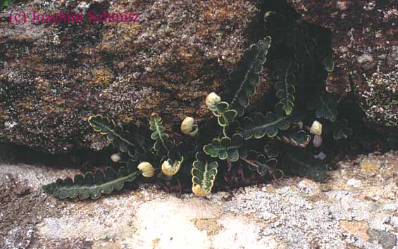 Asplenium ceterach