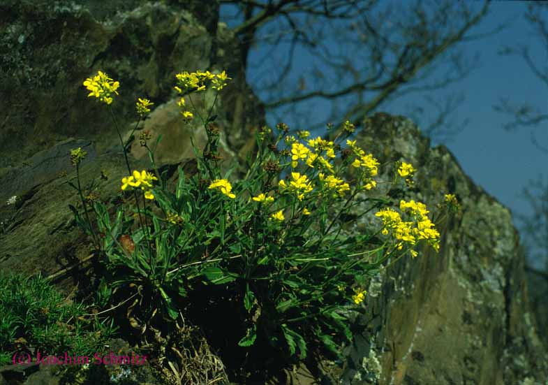 Biscutella laevigata ssp. varia