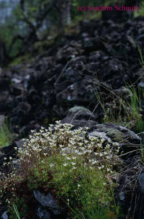 Saxifraga rosacea ssp. sponhemica