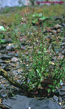 Epilobium collinum