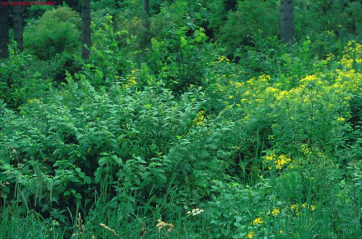 Atropetum bellae-donnae