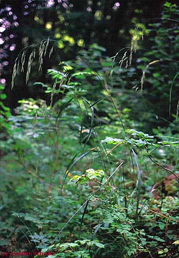 Bromus ramosus