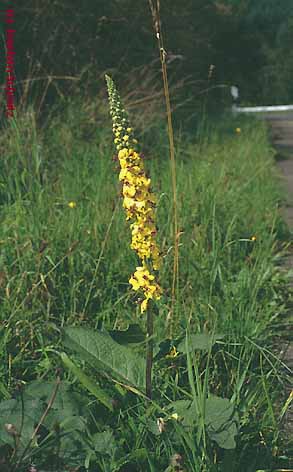 Verbascum nigrum