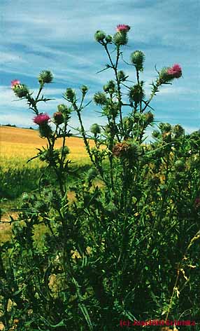 Cirsium vulgare