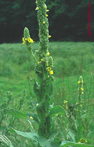Verbascum thapsus