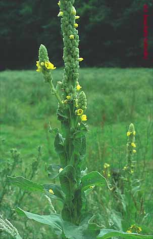 Verbascum thapsus