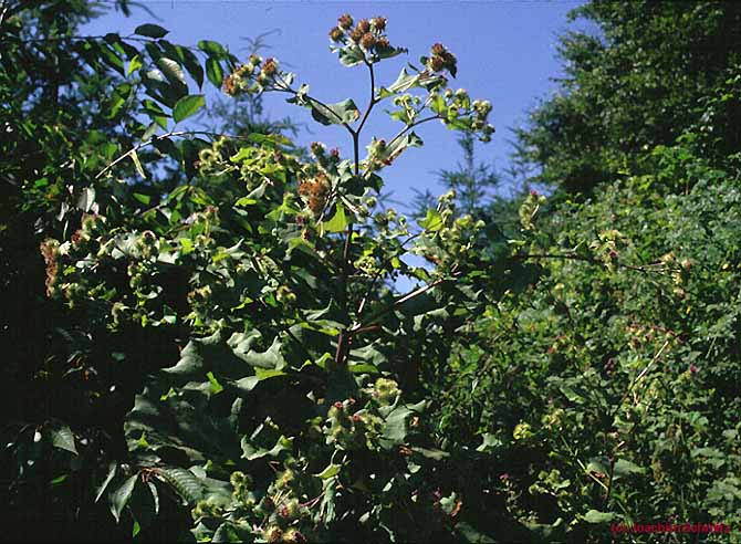 Arctium nemorosum