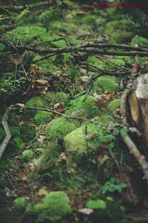 Leucobryum glaucum