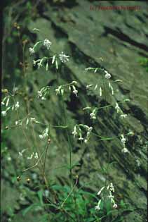 Silene nutans