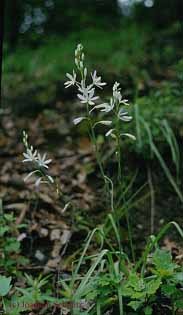 Anthericum liliago
