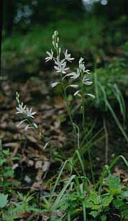 Anthericum liliago