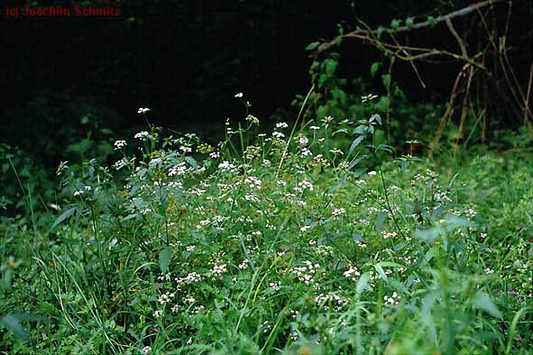 Bidentetum tripartitae