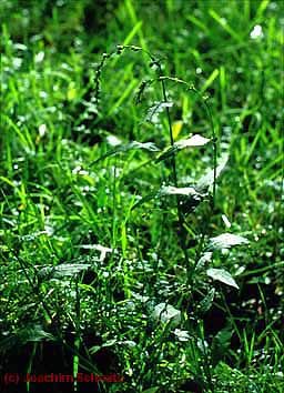 Polygonum hydropiper