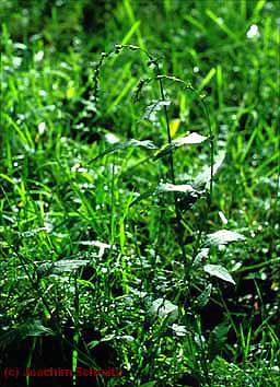 Polygonum hydropiper