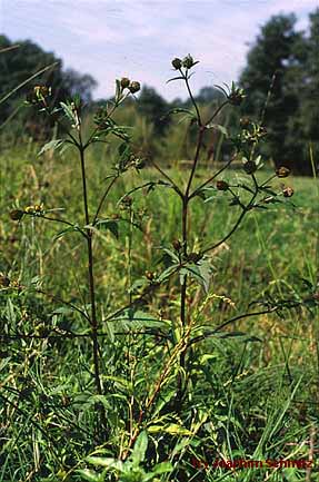 Bidens tripartita