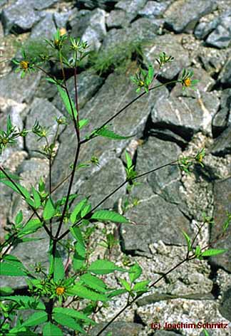 Bidens frondosa