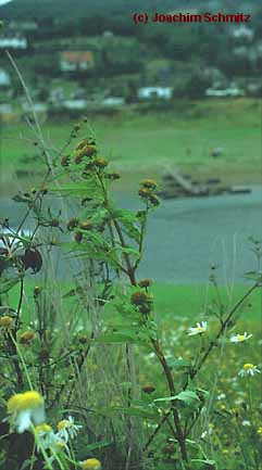 Bidens connata