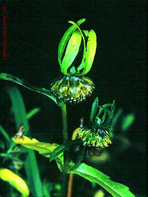 Bidens cernua