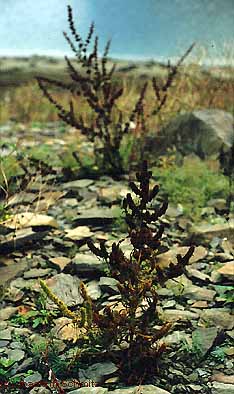 Rumex maritimus