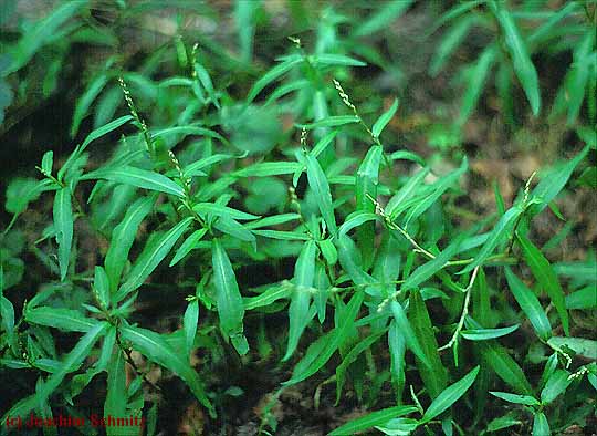 Polgonum minus