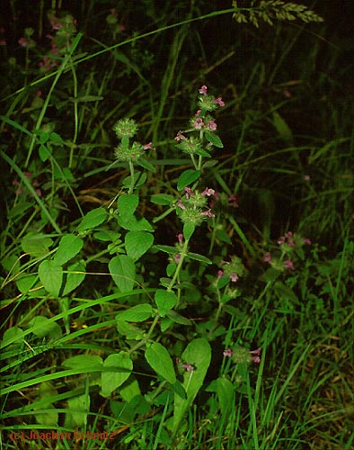 Calamintha clinopodium