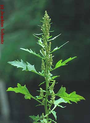 Atriplex sagittata