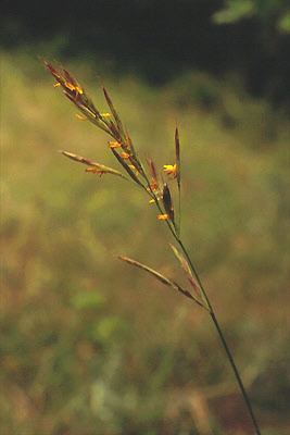 Bromus erectus