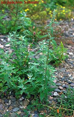 Chenopodium strictum