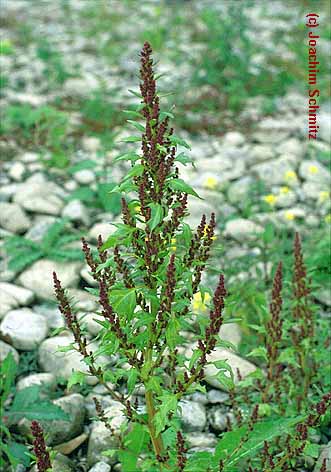 Chenopodium rubrum