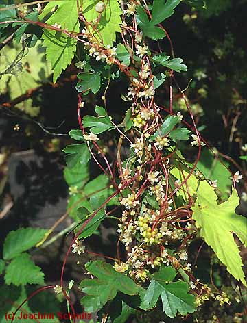 Cuscuta europaea