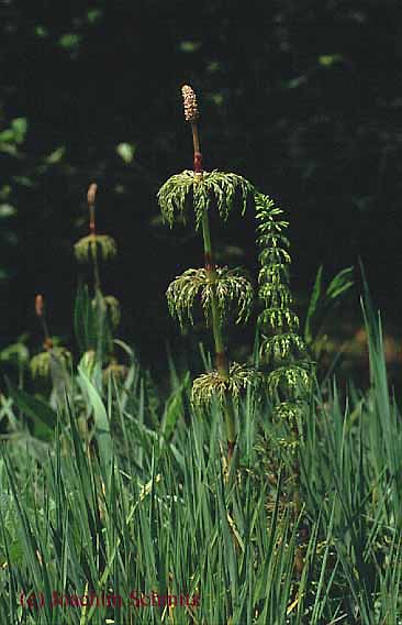 Equisetum sylvaticum