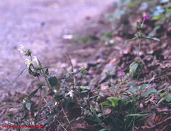 Galeopsis segetum