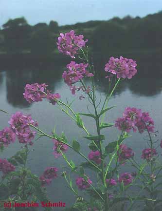Hesperis matronalis