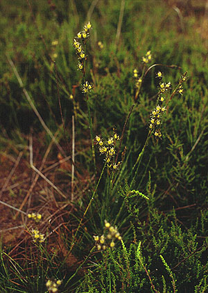 Juncus squarrosus